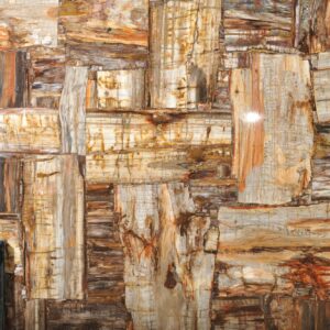 Petrified Wood Multicolor