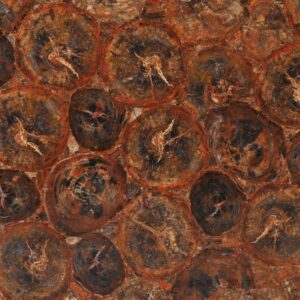 Petrified Wood Red