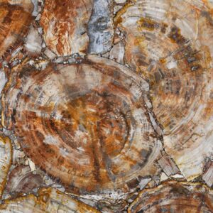 Petrified wood Brown